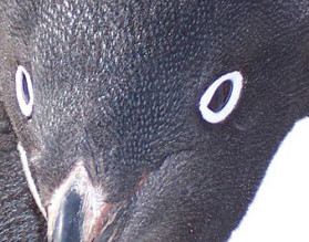 Penguin close
