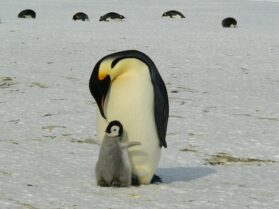 pixabay - free to use
https://pixabay.com/photos/penguins-emperor-penguins-baby-429134/